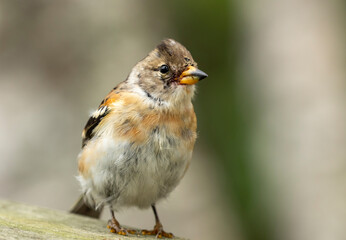 Colorful Brambling, Fringilla montifringilla standing on wooden surface