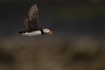 Atlantic Puffin On Skomer Island, Pembrokshire, Wales. United Kingdom Atlantic puffin also know as common puffin is a species of seabird in the auk family. Iceland, Norway, Faroe Islands, Newfoundland