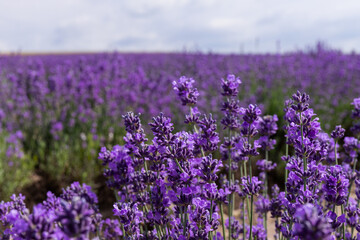 Obraz premium Blooming lavender in the summer. lavender blooming scented flowers.