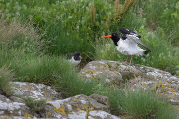 Oystercatcher