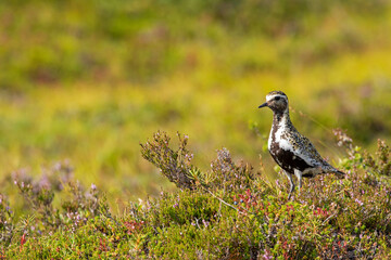 Beautiful European golden plover, Pluvialis apricaria, standing in its colorful habitat in Finnish wilderness at Riisitunturi National Park, Finland, Northern Europe