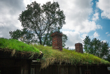 Grass groving on a cottage roof