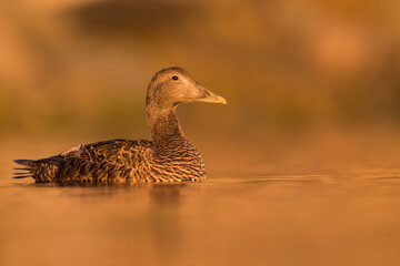 Eider Duck at sunrise