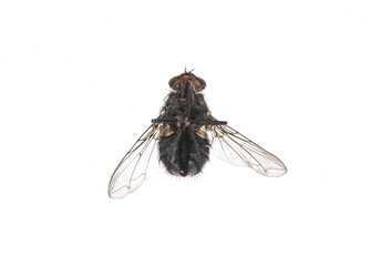 dead fly isolated on white background