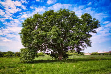 Fototapeta na wymiar Alter großer Eichenbaum auf der Flusswiese 