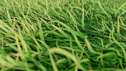 Grass meadow close up. Green lawn at summer morning, colorful natural surface of field forPrivate house or Football sport.