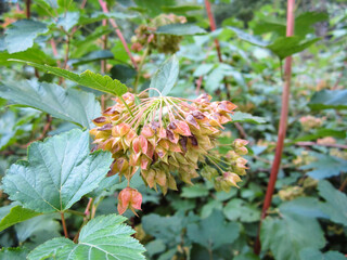 Physocarpus Opulifolius flowers begin to bloom among the green foliage.