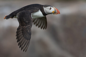 Atlantic Puffin in Motion