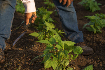Fototapeta premium Closeup shot of a Hispanic farmer growing vegetables on his plantation in Mexico