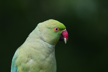 Rose-ringed Parakeet, Psittacula Krameri Manillensis, also known as the Ring-necked Parakeet, Close up head shot detail in Hyde Park London