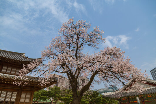 Low angle shot of the Changdeokgung palace with a blossoming tree in Seoul in South Korea