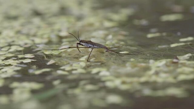 Pond Skater on Water Surface