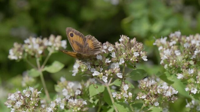 Gatekeeper Butterfly 