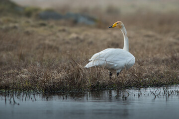 Bewick Swan Isle of Uist, Scotland. United Kingdom
