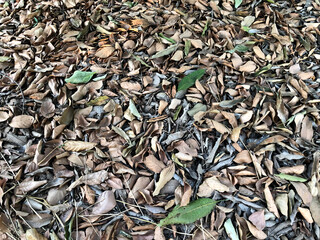 Dead leaves for backgrounds and textures