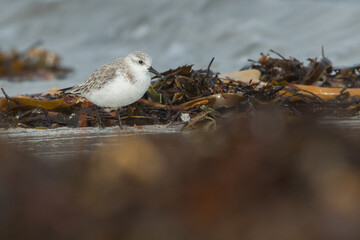 Common Sandpiper