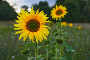 Fresh young beautiful sunflowers on a blurred green background of field and forest.
