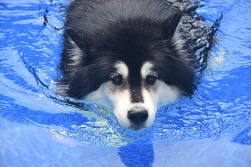 Malamute Dog Paddling in a Swimming Pool - obrazy, fototapety, plakaty