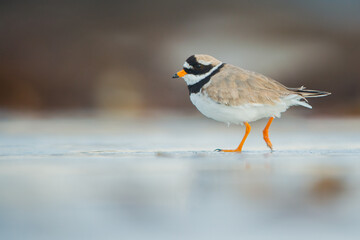 Ringed Plover