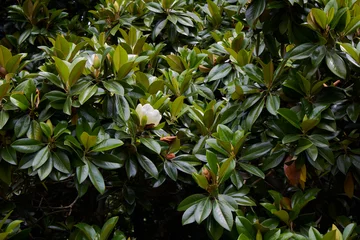 Foto auf Acrylglas Antireflex Magnolia grandiflora © simona