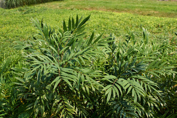 Mahonia fortunei shrub