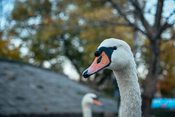 white swan portrait close-up