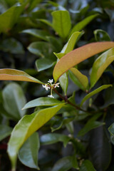 Osmanthus fragrans