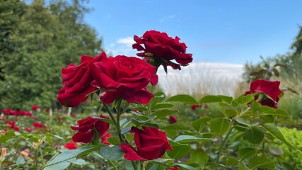 Fototapeta na wymiar Red roses on a background of blue sky