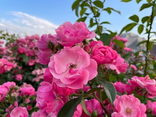 Pink roses on a blue sky background