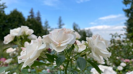 White roses on a background of blue sky