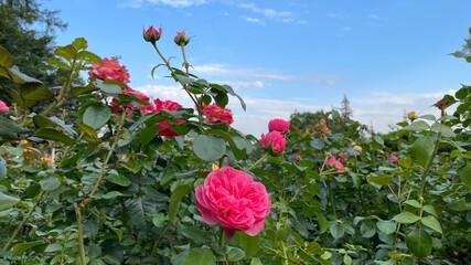 Pink roses on a blue sky background