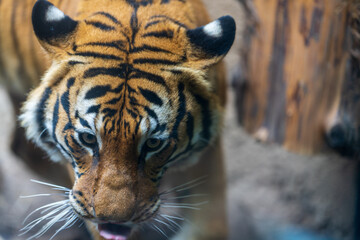 portrait of a tiger
