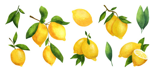 Watercolor set of ripe lemons. Fresh lemons on a branch with leaves.