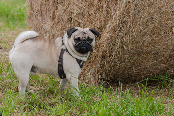 Little pug stands in front of a huge bale of hay in the meadow.