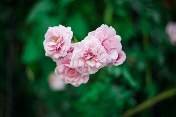Pink Patio Roses Shrub Summer Garden