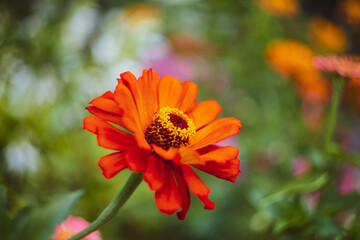 Ruby Red Helenium Autumnale in Garden