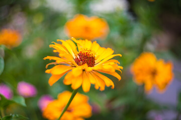 Yellow Orange Helenium Autumnale in Garden