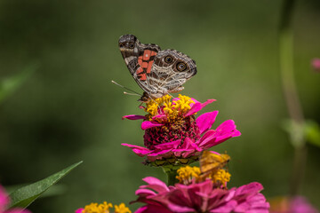 American painted lady butterfly closeup