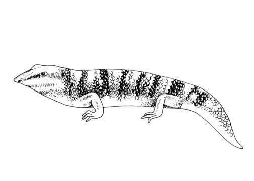 Hand Drawn illustration of desert Sandfish skink
