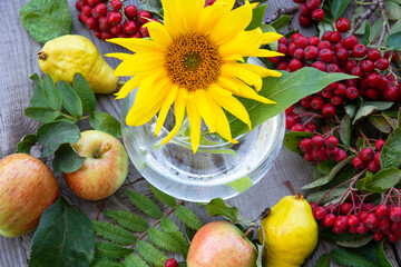 Naklejka na ściany i meble Floral background. Sunflower flower in a glass vase, fruits and sprigs with red rowan berries.