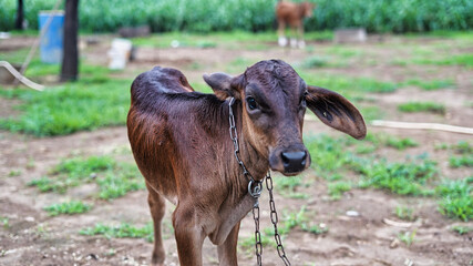 Dark brown cow calf looking in camera standing in green field lit by sun with fresh spring grass on green blurred background.