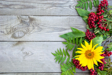 Natural background. Rowan berries and sunflower flower on a wooden background. Banner with empty place for text.