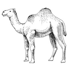 Monochrome Dromedary Camel on white background.