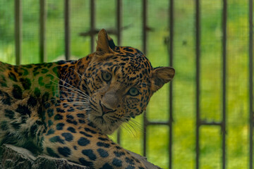 Leopard head with green yellow background in summer day