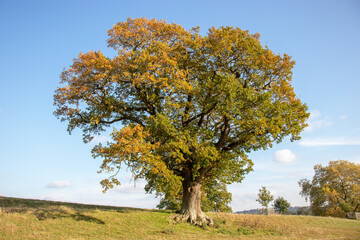 Autumn oak tree in the field.