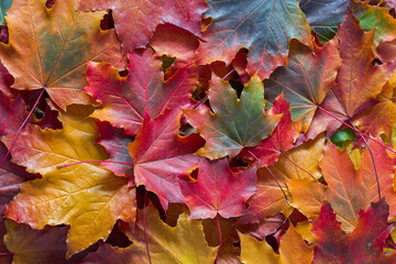 Naklejka na ściany i meble Colorful background with autumn Maple leaves. Flat lay