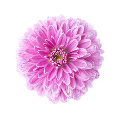 Pink Сhrysanthemum isolated on white background.  Close up