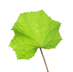 Fresh green Coltsfoot leaf isolated on white background. Leaf adaxial side