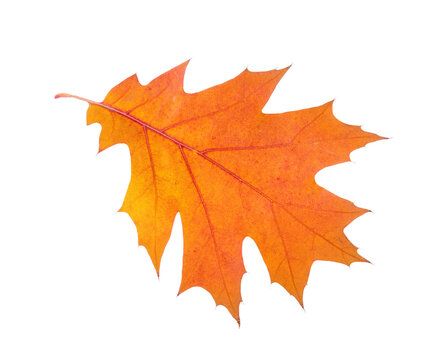 Orange autumn leaf isolated on a white background. Northern Red Oak