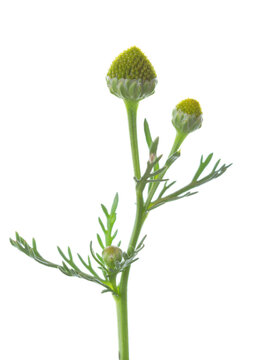 Small sprig  with  cone-shaped heads of tiny green flowers isolated on a white background. Pineappleweed (Matricaria discoidea). Selective focus
